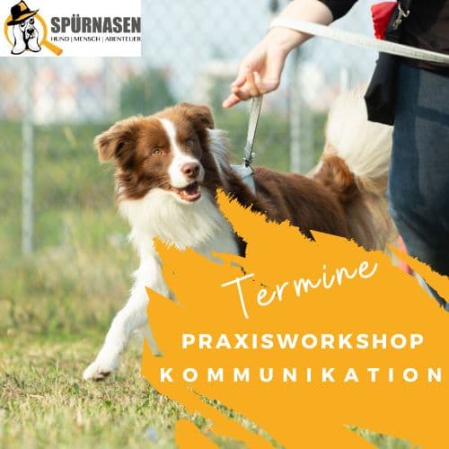 Praxis Workshop – Kommunikation Mensch Hund Spürhundearbeit