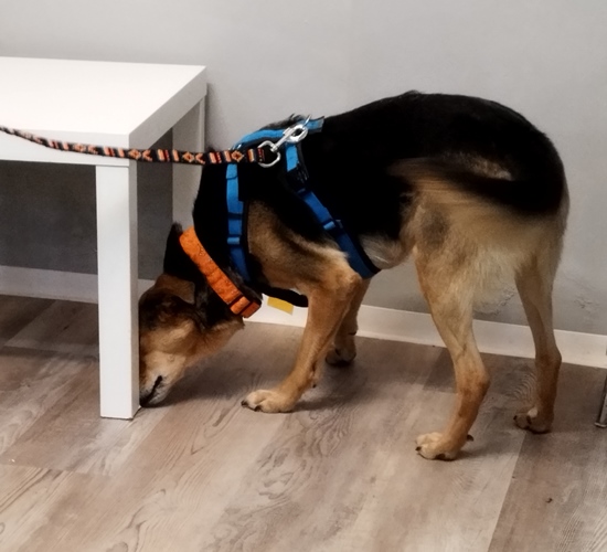 ein Hund der den Holzboden unter einem tisch untersucht