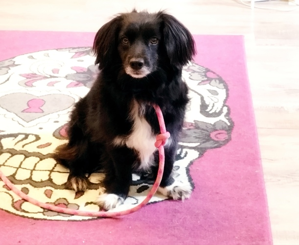 Ein schwarzer Hund sitzend am pinken Teppich