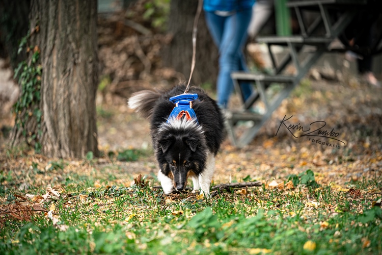 Der suchhund bei der arbeit