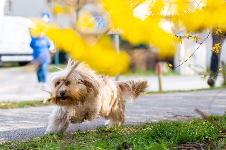 Hund hinter dem gelben Blätter