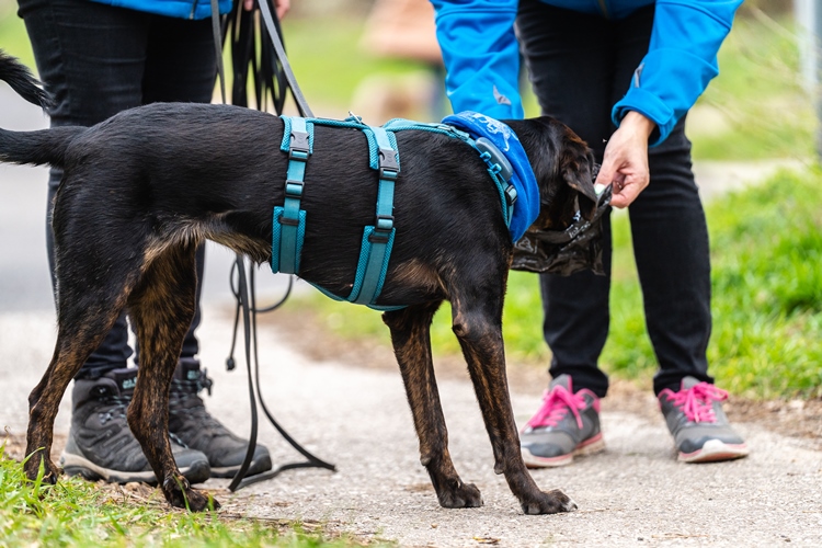 der schwarze Hund mit blaue Brustgeschirr 