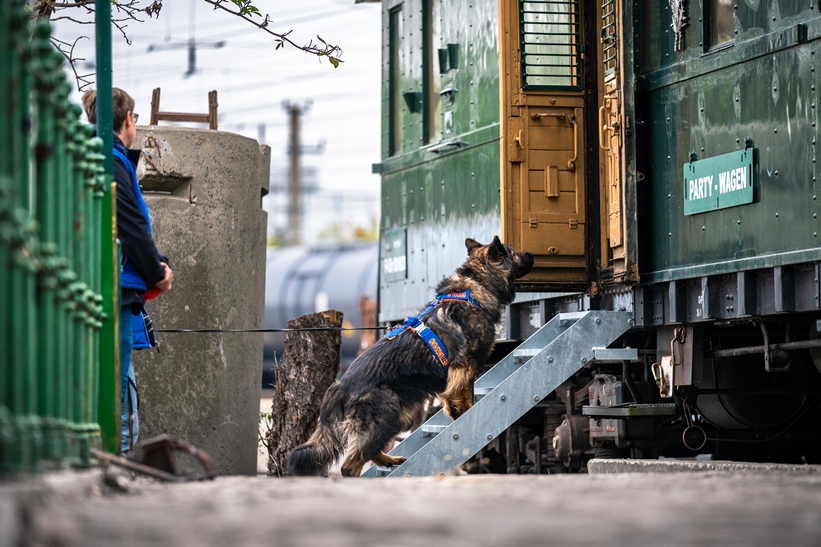 der Hund auf der Treppe eine Zug Wagons