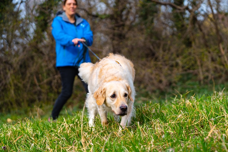 tiersuchhund bei der arbeit in der wiesse