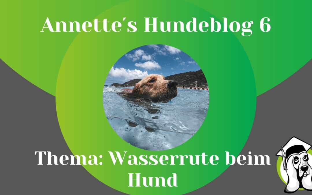 Die Wasserrute beim Hund